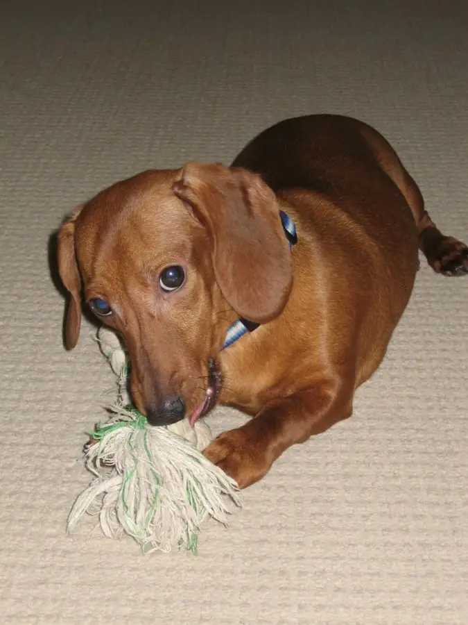 Mazsi with his rope toy.