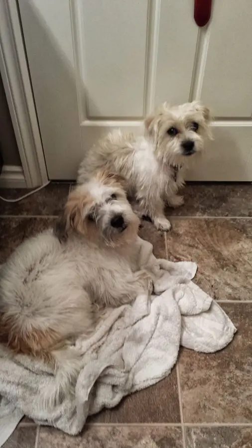 Daisy by the door and Duke on the towel.